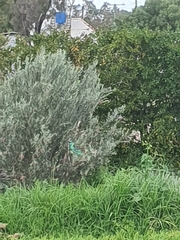 Barnardius zonarius