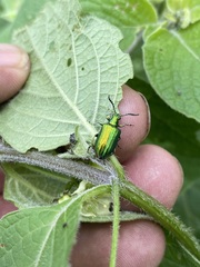 Metopoceris alternans