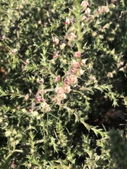 Salsola tragus
