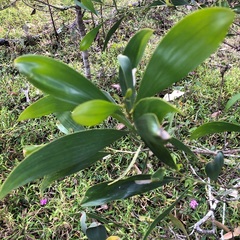 Acacia leiocalyx