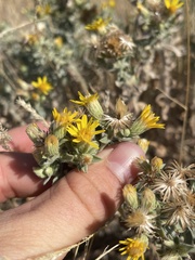 Heterotheca zionensis