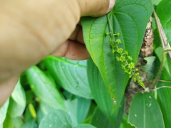 Dioscorea villosa