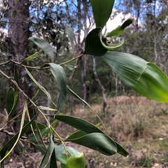 Acacia leiocalyx