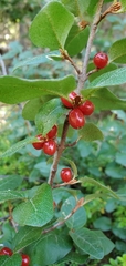 Shepherdia canadensis