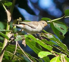 Myzomela sanguinolenta