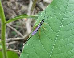 Dolichomitus irritator