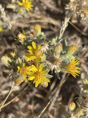 Heterotheca zionensis