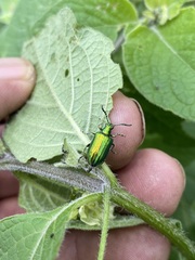 Metopoceris alternans