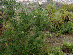 Chamaecytisus prolifer