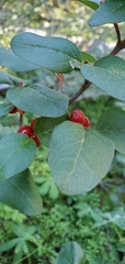Shepherdia canadensis