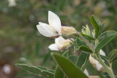 Chamaecytisus prolifer