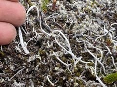 Thamnolia vermicularis