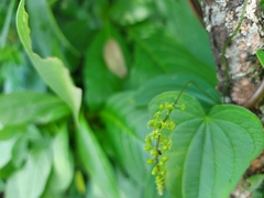 Dioscorea villosa