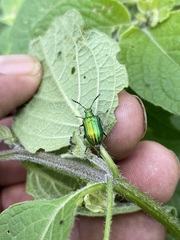 Metopoceris alternans