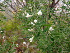 Chamaecytisus prolifer