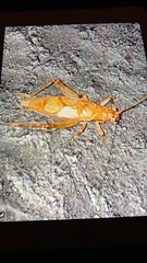 Hapithus saltator