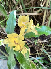 Lonicera acuminata