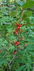 Shepherdia canadensis