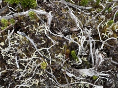 Thamnolia vermicularis