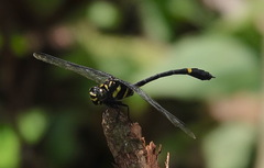 Gomphidictinus perakensis