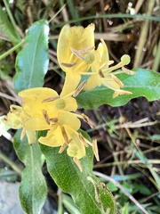 Lonicera acuminata