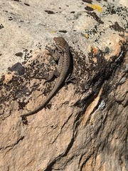 Sceloporus graciosus