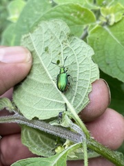 Metopoceris alternans