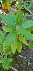 Rhododendron columbianum