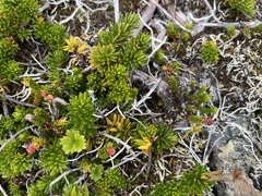 Thamnolia vermicularis