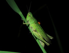 Dichromorpha viridis