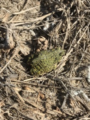 Anaxyrus debilis