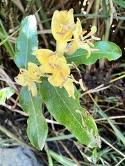 Lonicera acuminata