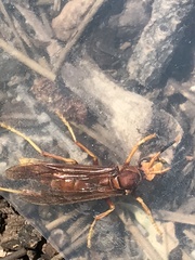 Polistes kaibabensis