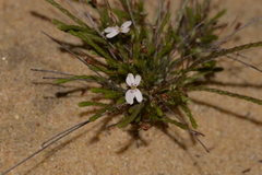 Stylidium repens