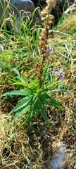 Veronica longifolia