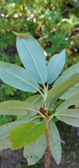 Rhododendron columbianum