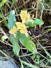 Lonicera acuminata