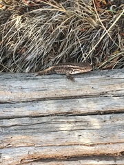 Sceloporus graciosus