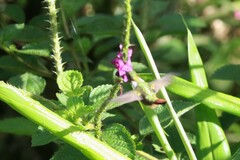 Selasphorus scintilla