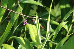 Selasphorus scintilla