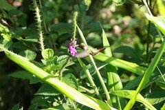 Selasphorus scintilla