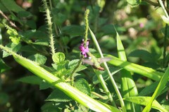 Selasphorus scintilla