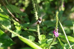 Selasphorus scintilla