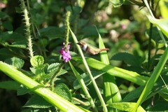 Selasphorus scintilla