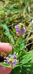 Veronica longifolia