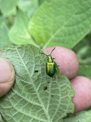 Metopoceris alternans