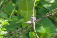 Selasphorus scintilla