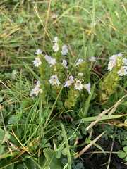 Euphrasia officinalis