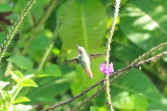 Selasphorus scintilla