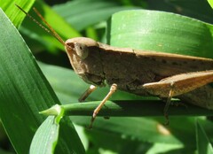 Dichromorpha viridis